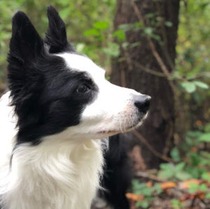 Meet your Posher, Tony